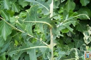 lactuca virosa zaden